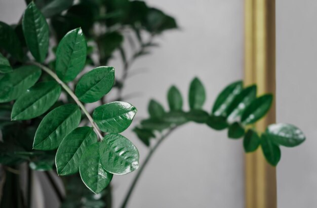 Inspirowane naturą rozwiązania w projektowaniu przestrzeni mieszkalnej
